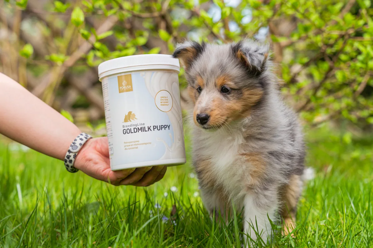 Náhrada mlieka pre šteniatka GOLDMILK PUPPY | BreedingLine