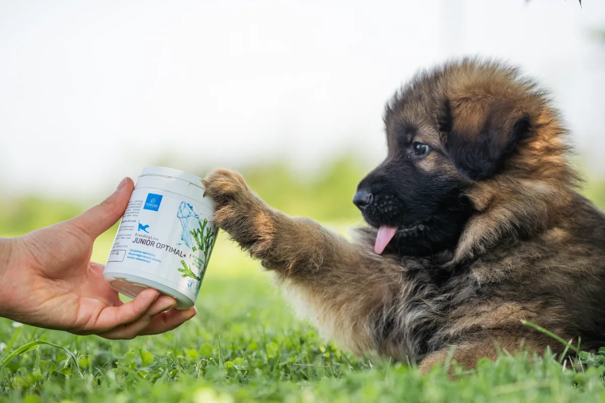 Doplnok stravy pre šteniatka JuniorOptimal+ | BreedingLine