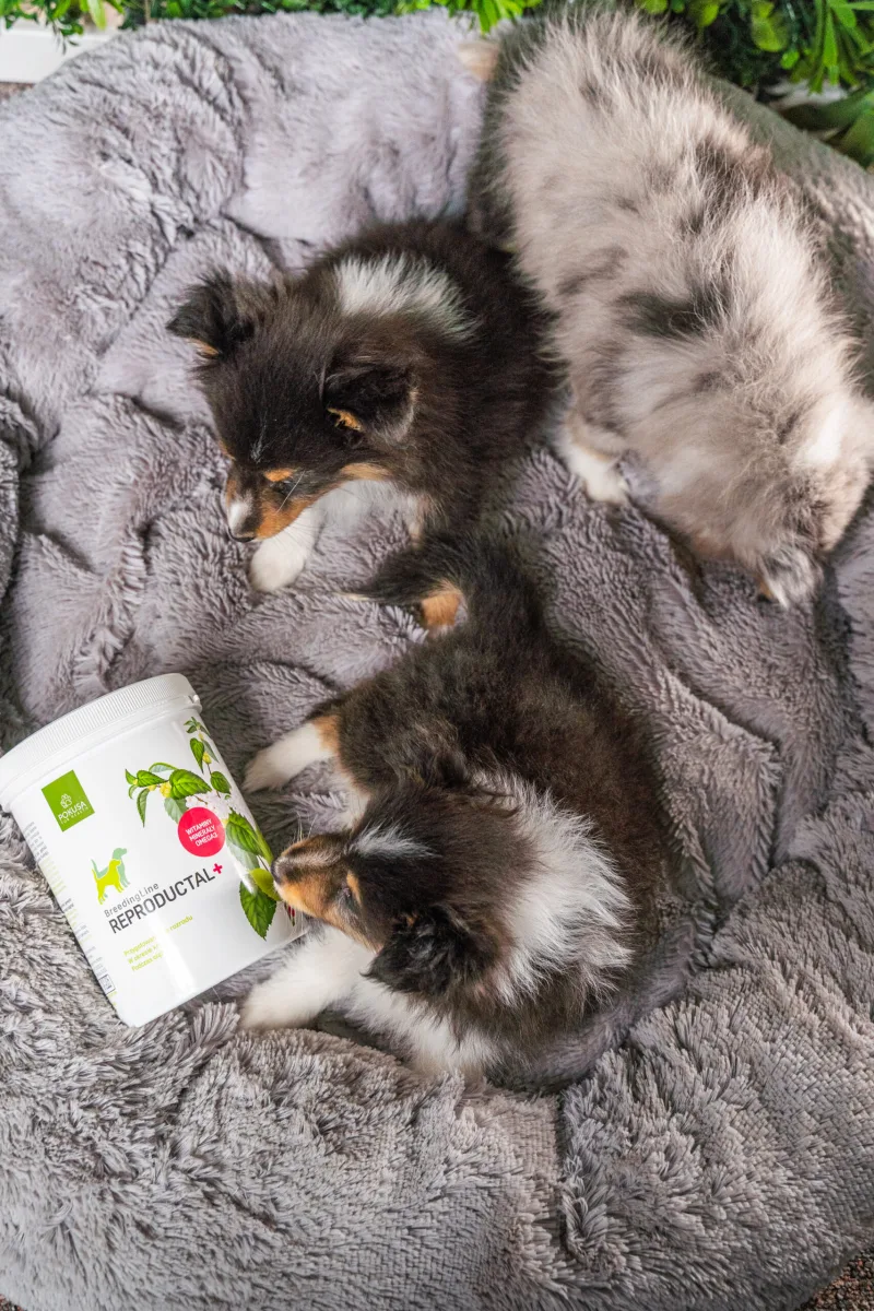 Doplnok stravy pre sučky Reproductal+ | BreedingLine